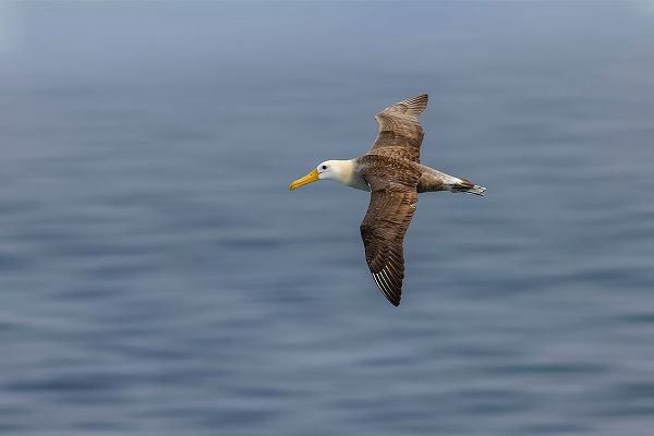 Jones, Adam 아티스트의 Waved albatross flying-Espanola Island-Galapagos Islands-Ecuador작품입니다.